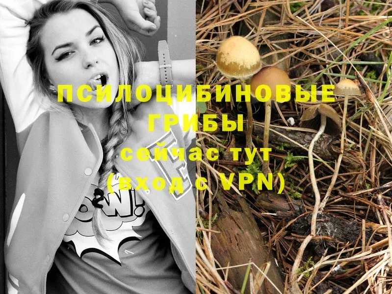 Галлюциногенные грибы Psilocybine cubensis  Берёзовский 